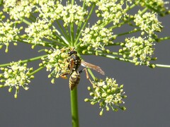 Polistes dominula
