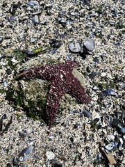 Pisaster ochraceus