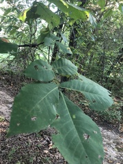Carya cordiformis