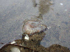 Harenactis attenuata