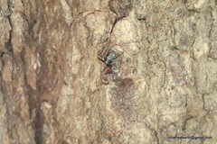 Camponotus rufoglaucus