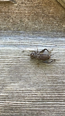 Velarifictorus micado