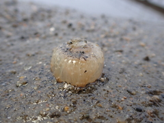 Harenactis attenuata
