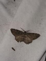 Neoalcis californiaria