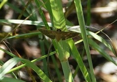 Spilomelinae