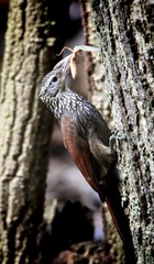 Dendroplex picus