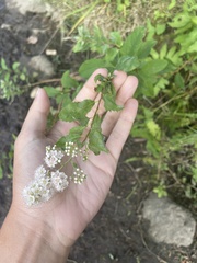 Spiraea
