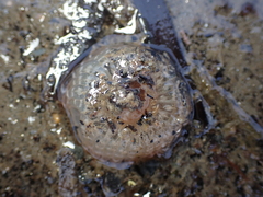 Harenactis attenuata