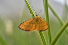 Idaea flaveolaria