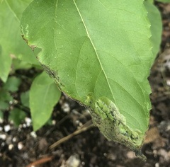 Agromyza ambrosivora