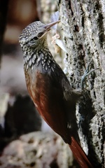 Dendroplex picus