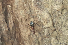 Camponotus rufoglaucus