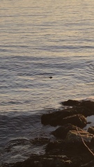 Phoca vitulina