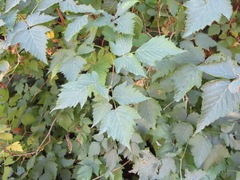 Rubus spectabilis