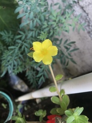 Portulaca