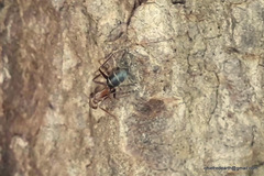 Camponotus rufoglaucus