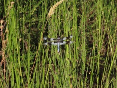 Libellula forensis