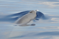 Mesoplodon europaeus