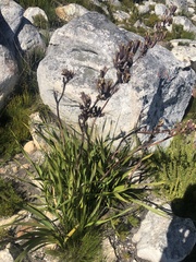 Plantae