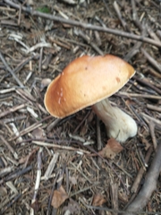 Boletus edulis