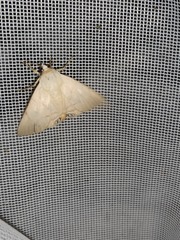 Litoprosopus coachella