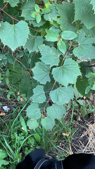 Vitis riparia
