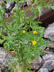 Senecio viscosus