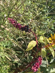 Phytolacca americana