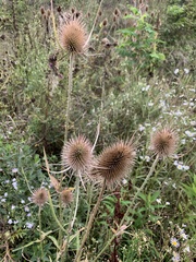 Dipsacus fullonum