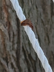 Mellilla xanthometata