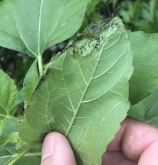 Agromyza ambrosivora