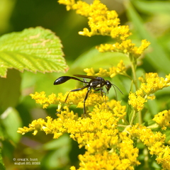 Eremnophila aureonotata