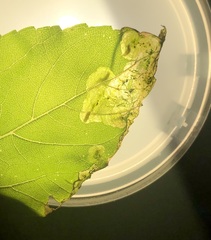 Agromyza ambrosivora