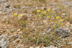 Biscutella laevigata