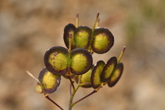 Biscutella laevigata