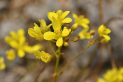 Biscutella laevigata