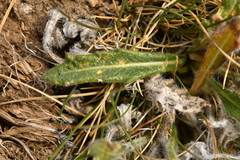 Biscutella laevigata