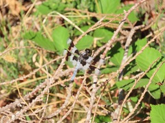 Libellula forensis