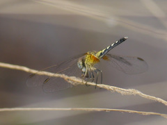 Diplacodes deminuta