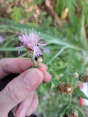 Centaurea nigrescens