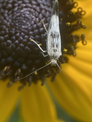 Scythris
