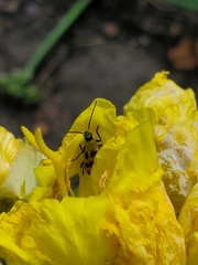 Diabrotica undecimpunctata