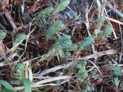 Petrosedum forsterianum