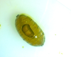 Agromyza ambrosivora