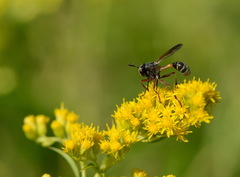 Physocephala rufipes
