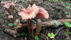 Laccaria bicolor