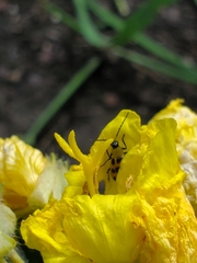 Diabrotica undecimpunctata