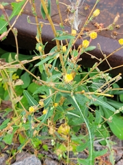 Lactuca serriola