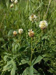Trifolium montanum