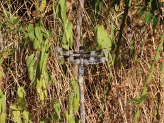 Libellula forensis